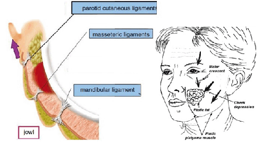 Ligaments of the Face